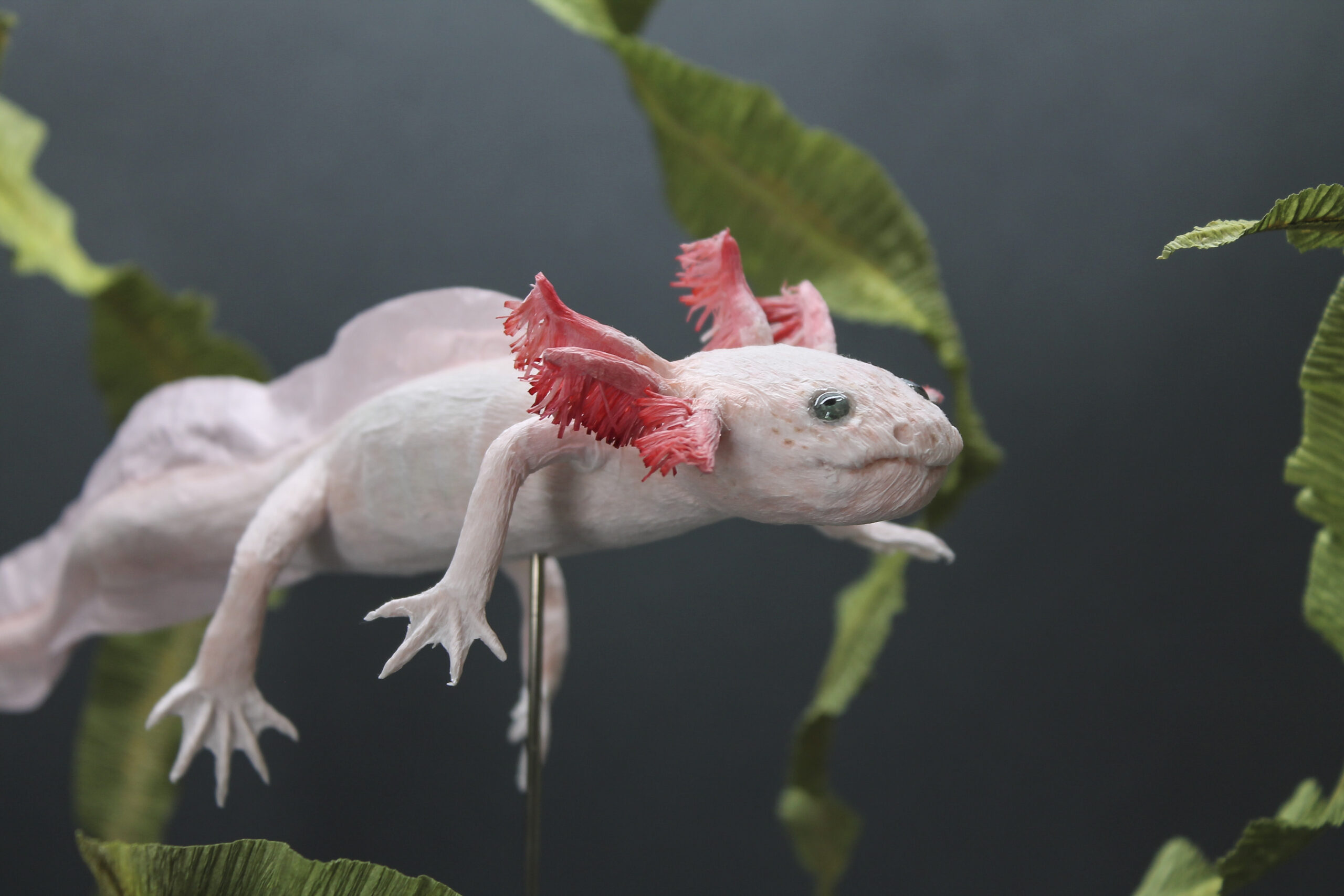 Paper Axolotl faltmanufakturTina Kraus